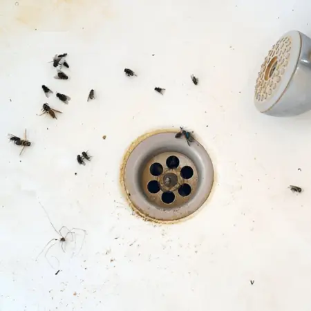 Drain Flies