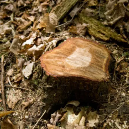 Rock Salt Effectively Kill Tree Roots